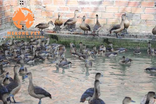 Nuôi chim le le rất đơn giản nhưng lại mang lại giá trị kinh tế cao